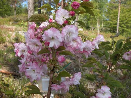 Japansk prydkirsebær (Prunus 'Pink Perfection')